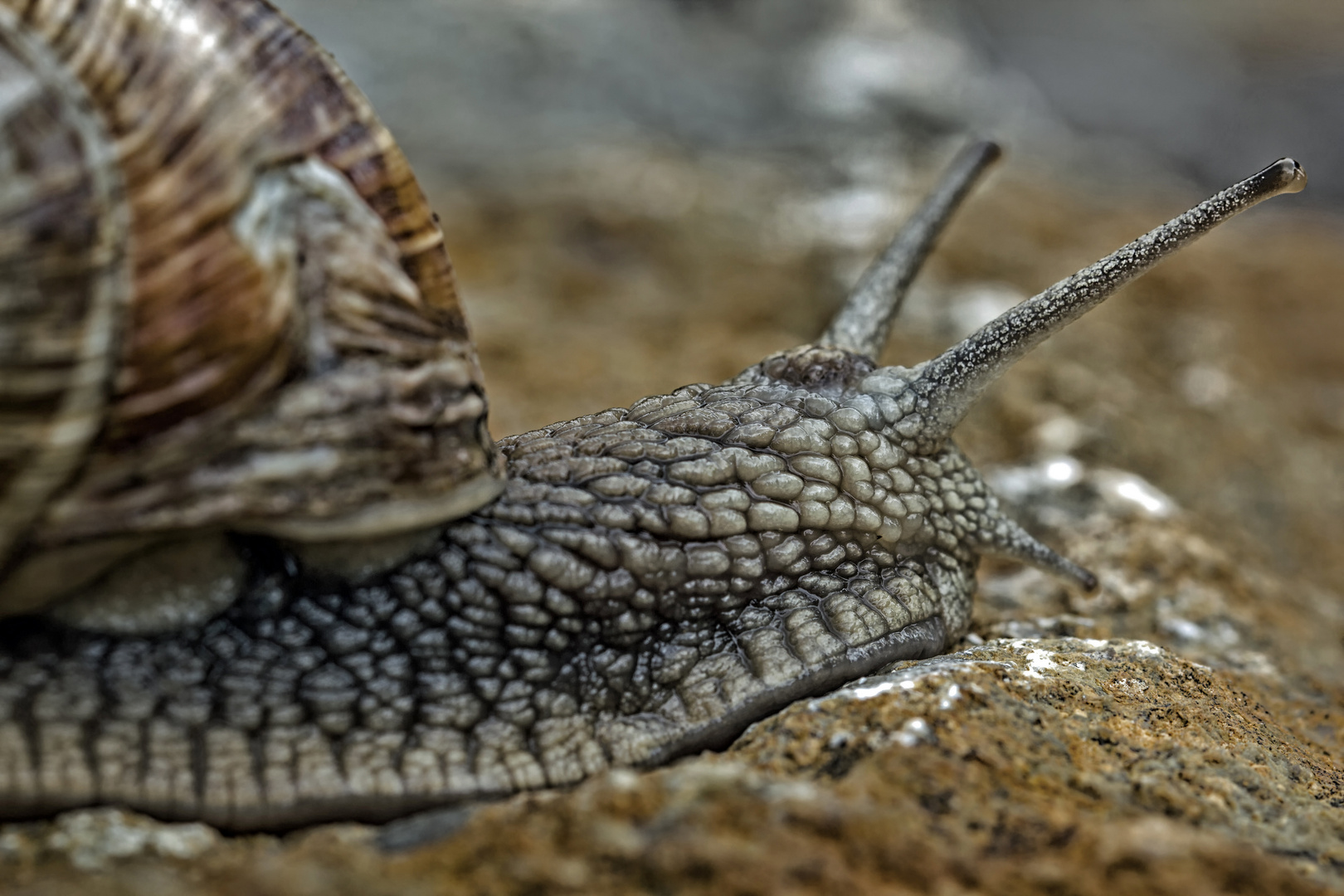 Weinbergschnecke