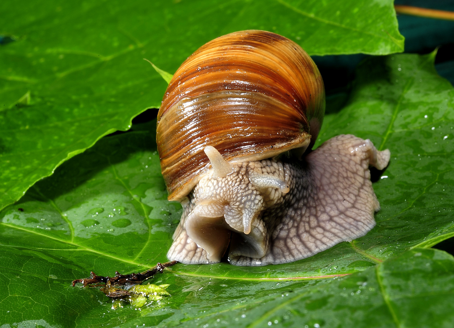 Weinbergschnecke