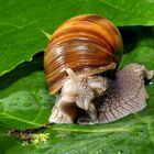 Weinbergschnecke