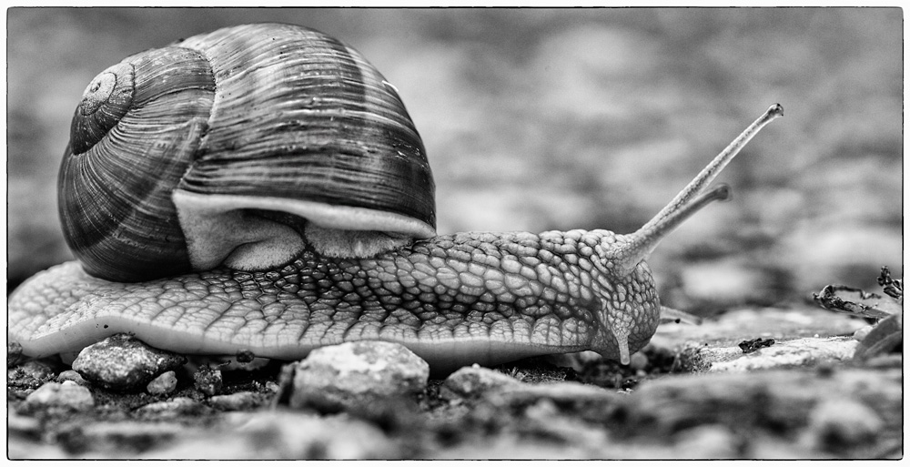 Weinbergschnecke