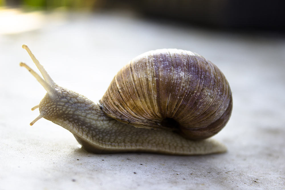 Weinbergschnecke