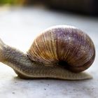 Weinbergschnecke