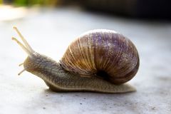 Weinbergschnecke