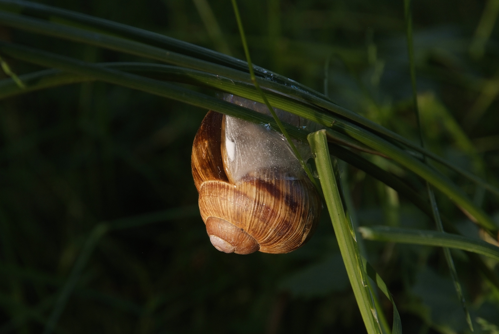 Weinbergschnecke