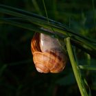 Weinbergschnecke