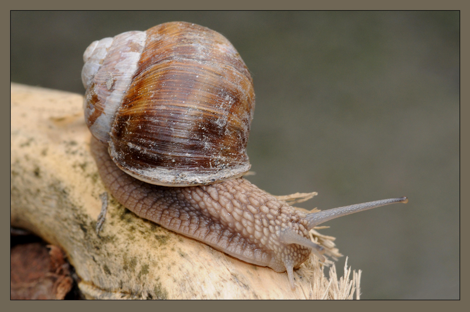 Weinbergschnecke