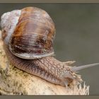 Weinbergschnecke