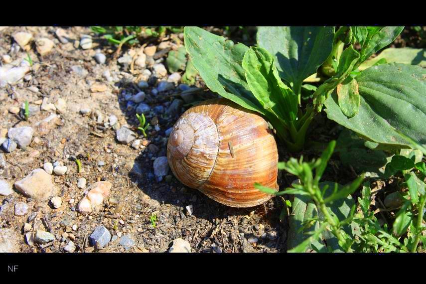 Weinbergschnecke