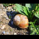 Weinbergschnecke