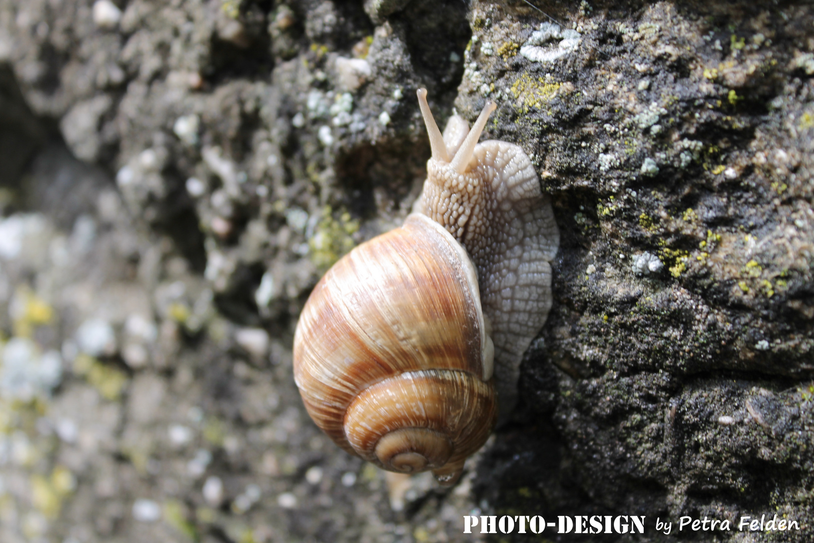 Weinbergschnecke