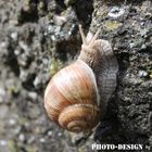 Weinbergschnecke