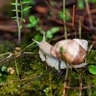 Weinbergschnecke