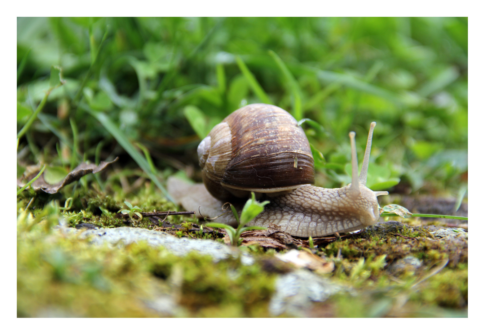 Weinbergschnecke