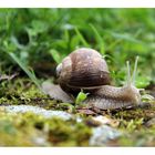 Weinbergschnecke