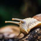 Weinbergschnecke