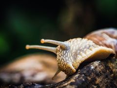 Weinbergschnecke