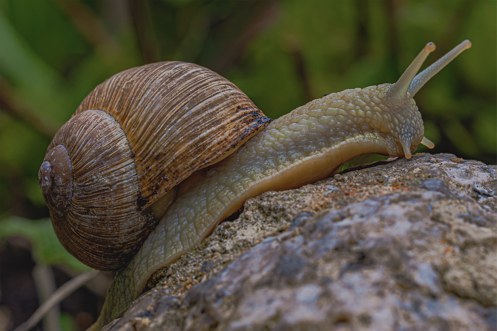 Weinbergschnecke