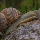 Weinbergschnecke