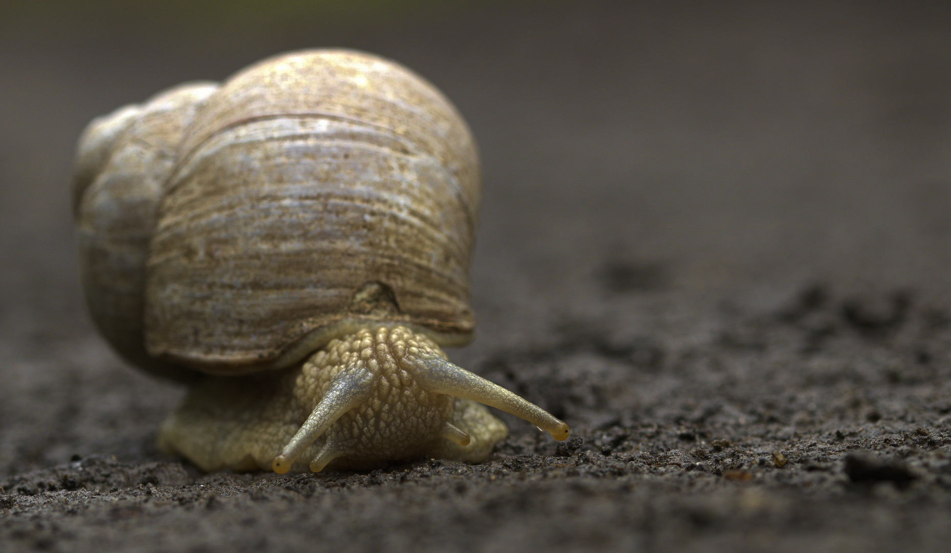 Weinbergschnecke