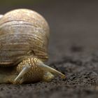 Weinbergschnecke