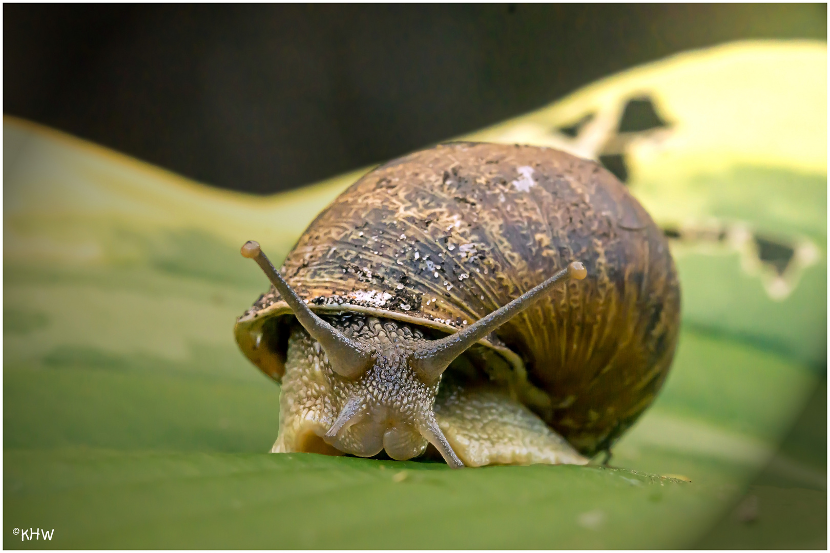 Weinbergschnecke