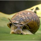 Weinbergschnecke