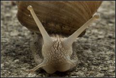 Weinbergschnecke (2)