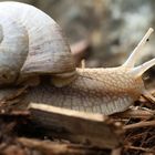 weinbergschnecke 2