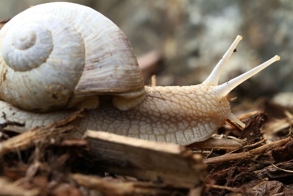 weinbergschnecke 2