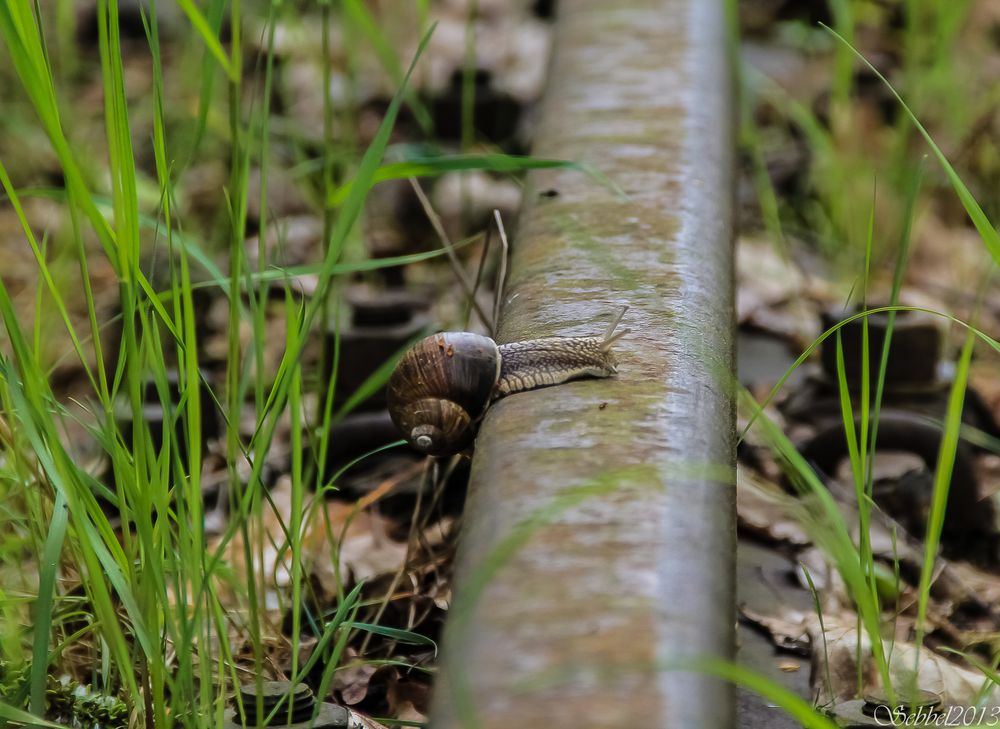 Weinbergschnecke 2