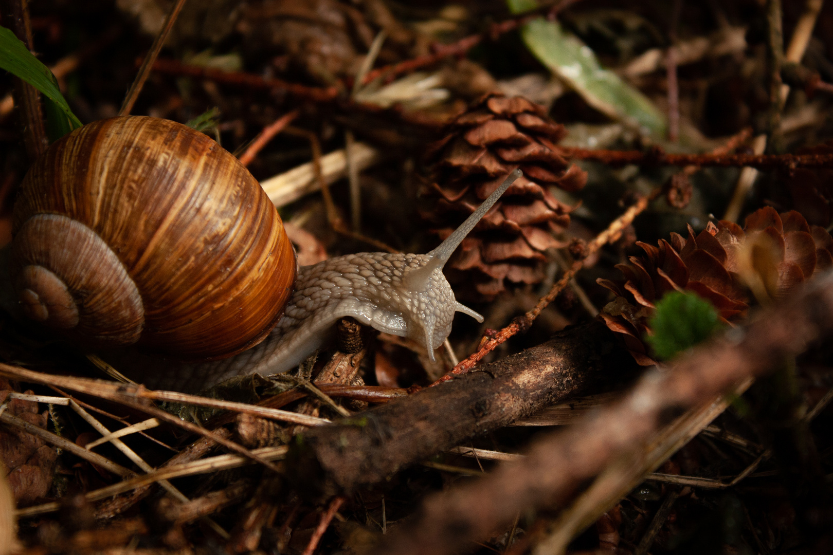 Weinbergschnecke #2