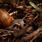 Weinbergschnecke #2