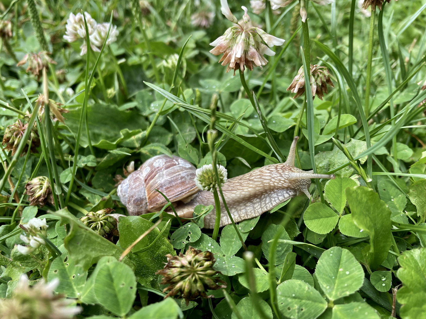 Weinbergschnecke (2)