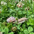 Weinbergschnecke (2)