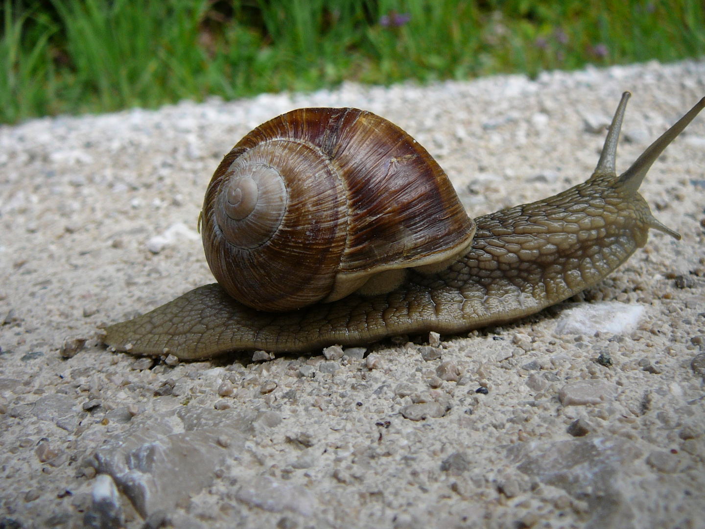 Weinbergschnecke 2