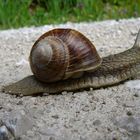 Weinbergschnecke 2