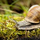 Weinbergschnecke / 2