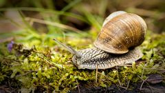 Weinbergschnecke / 2