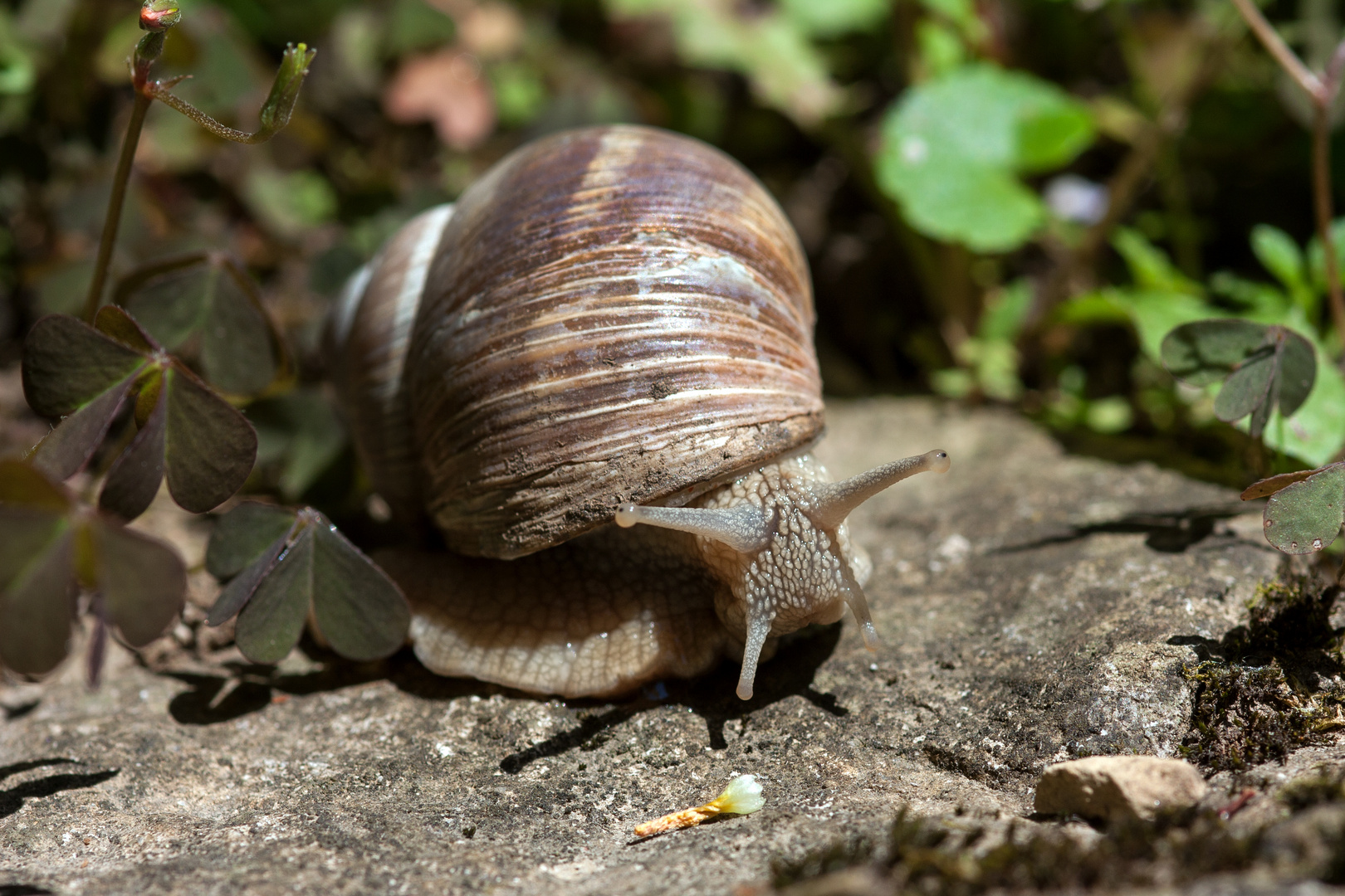 Weinbergschnecke 2 (Helix pomatia)