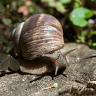 Weinbergschnecke 2 (Helix pomatia)