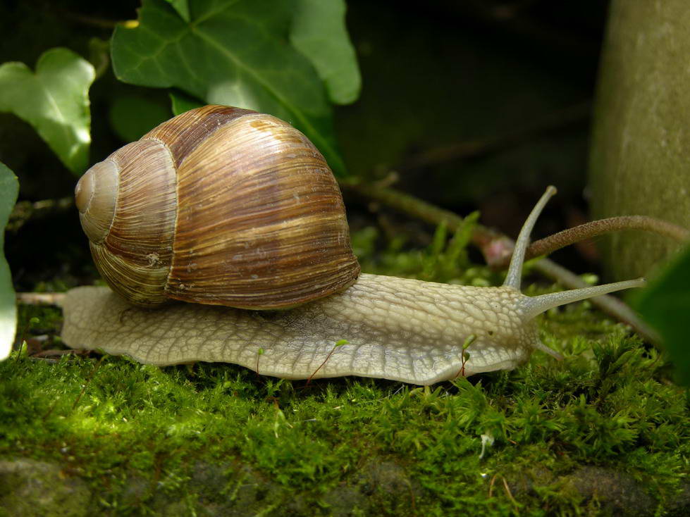 Weinbergschnecke