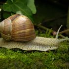 Weinbergschnecke