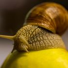 Weinbergschnecke