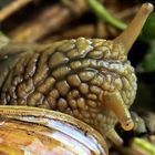 Weinbergschnecke 