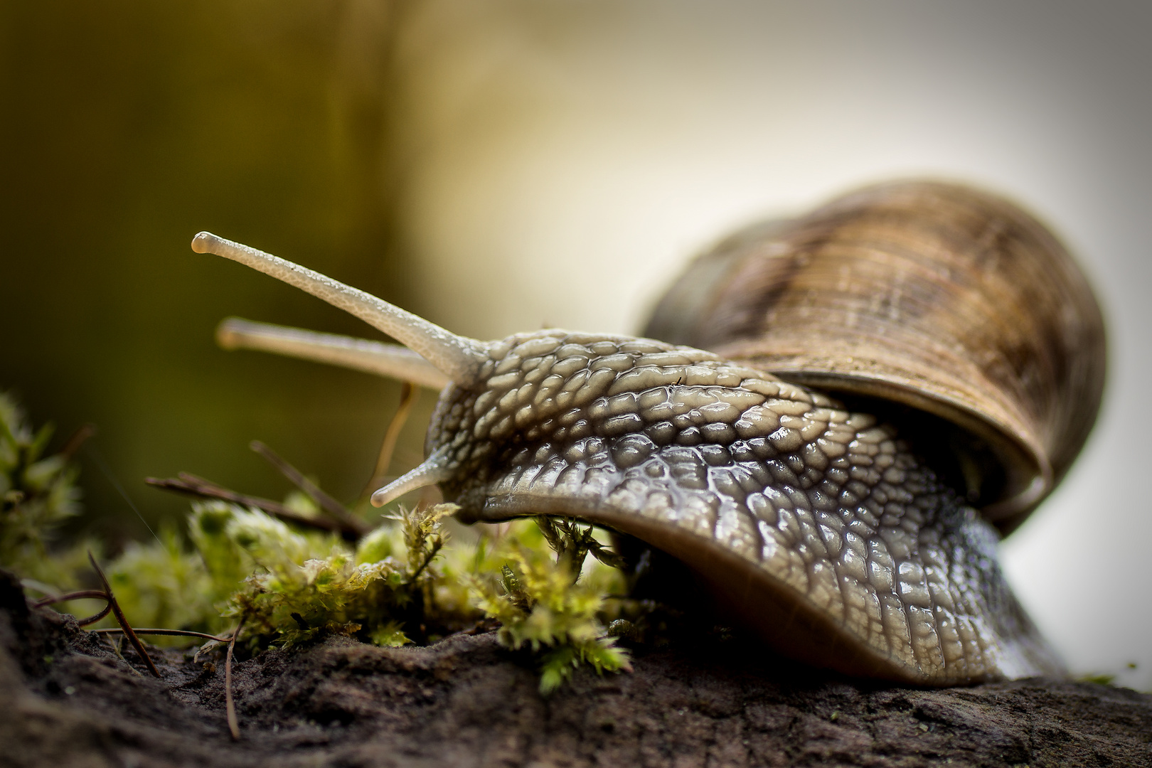 Weinbergschnecke