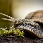 Weinbergschnecke