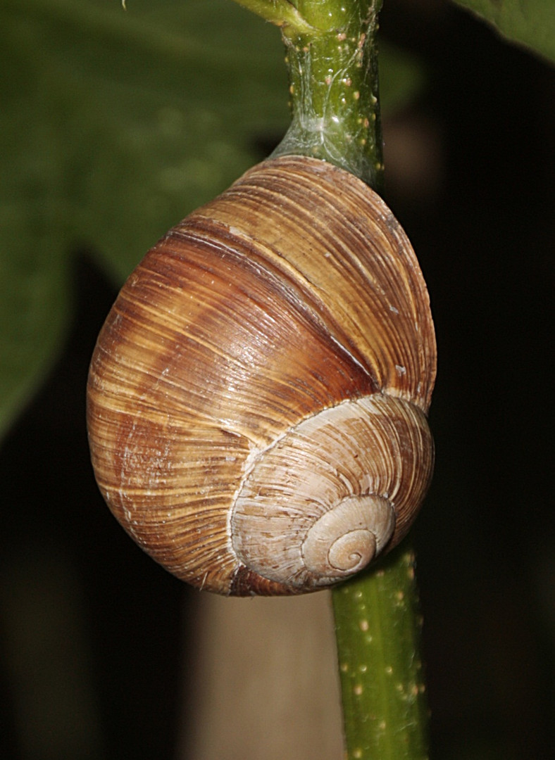 Weinbergschnecke