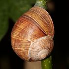 Weinbergschnecke