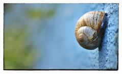 Weinbergschnecke