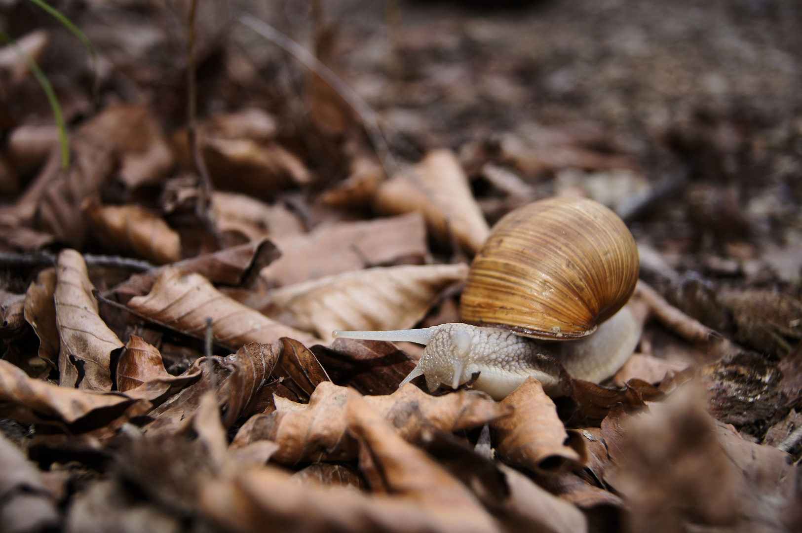 Weinbergschnecke